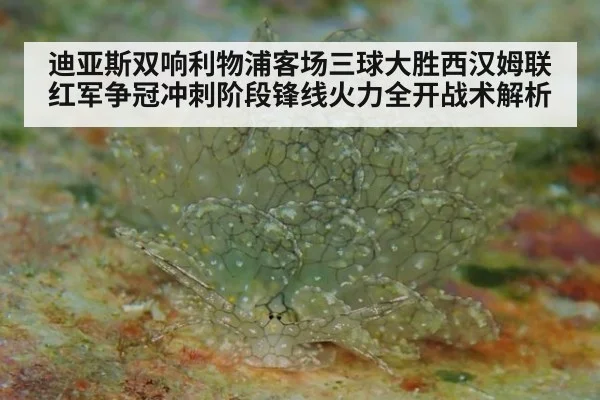 迪亚斯双响利物浦客场三球大胜西汉姆联 红军争冠冲刺阶段锋线火力全开战术解析